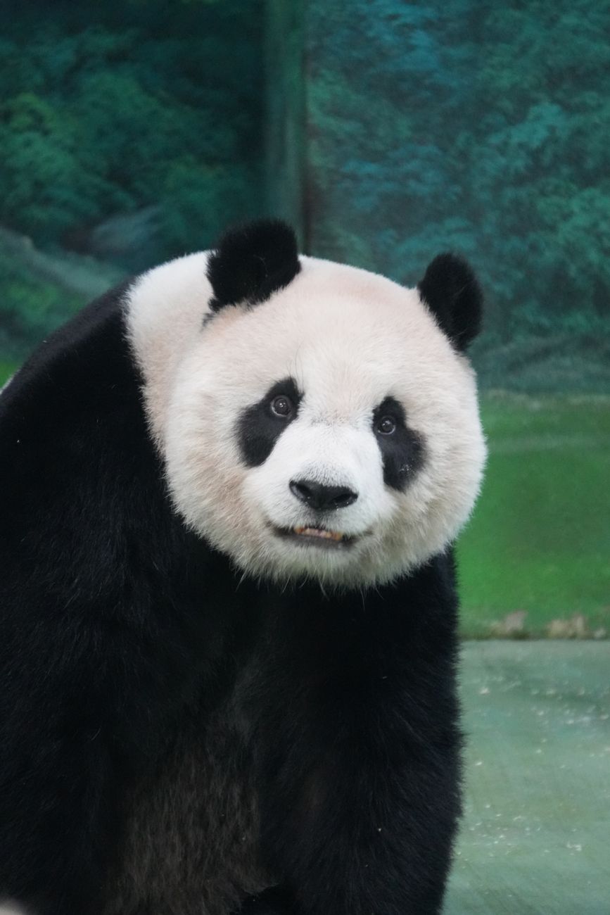 日本でパンダがいる動物園は現在あるのか