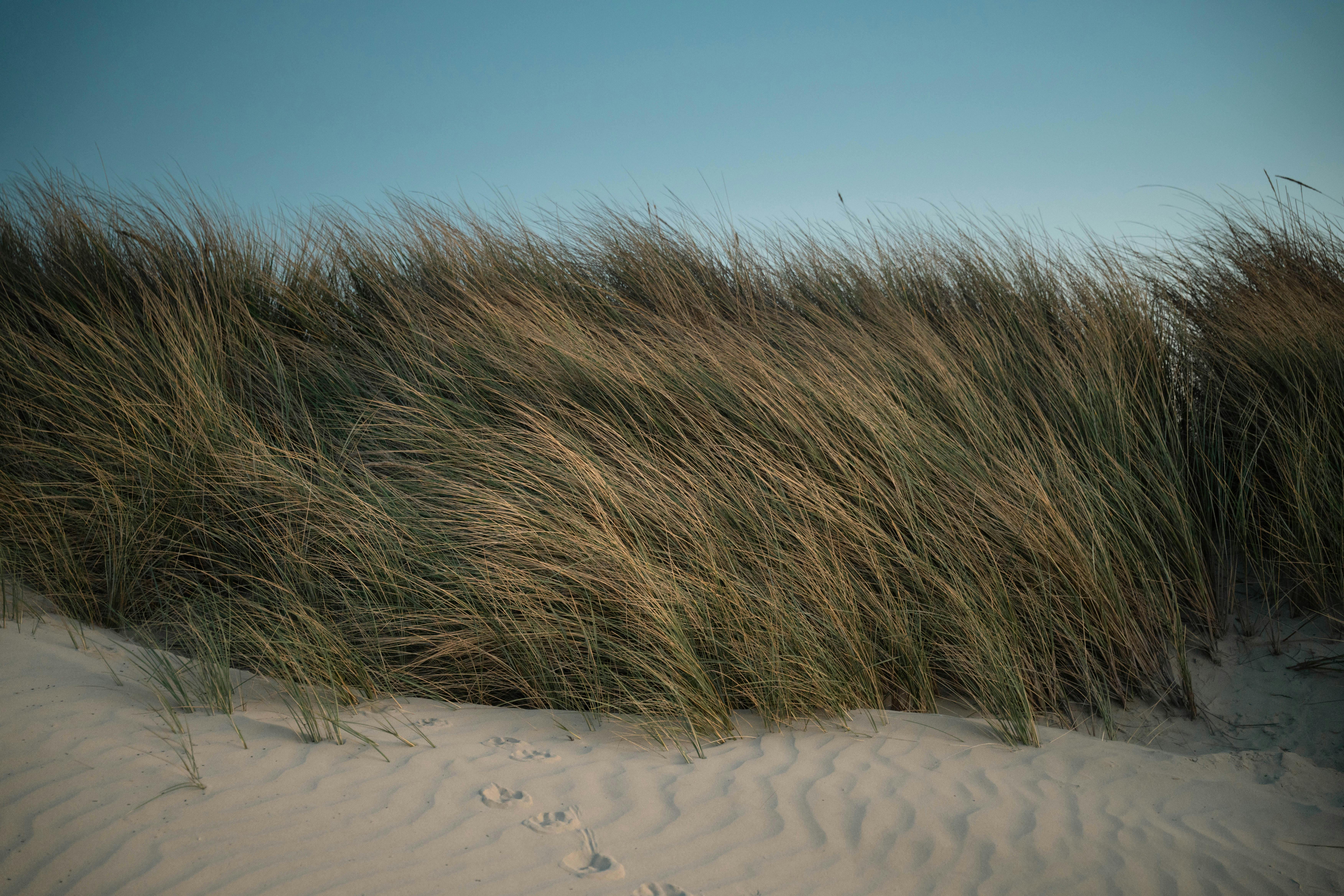 Calm coastal dunes at sunset