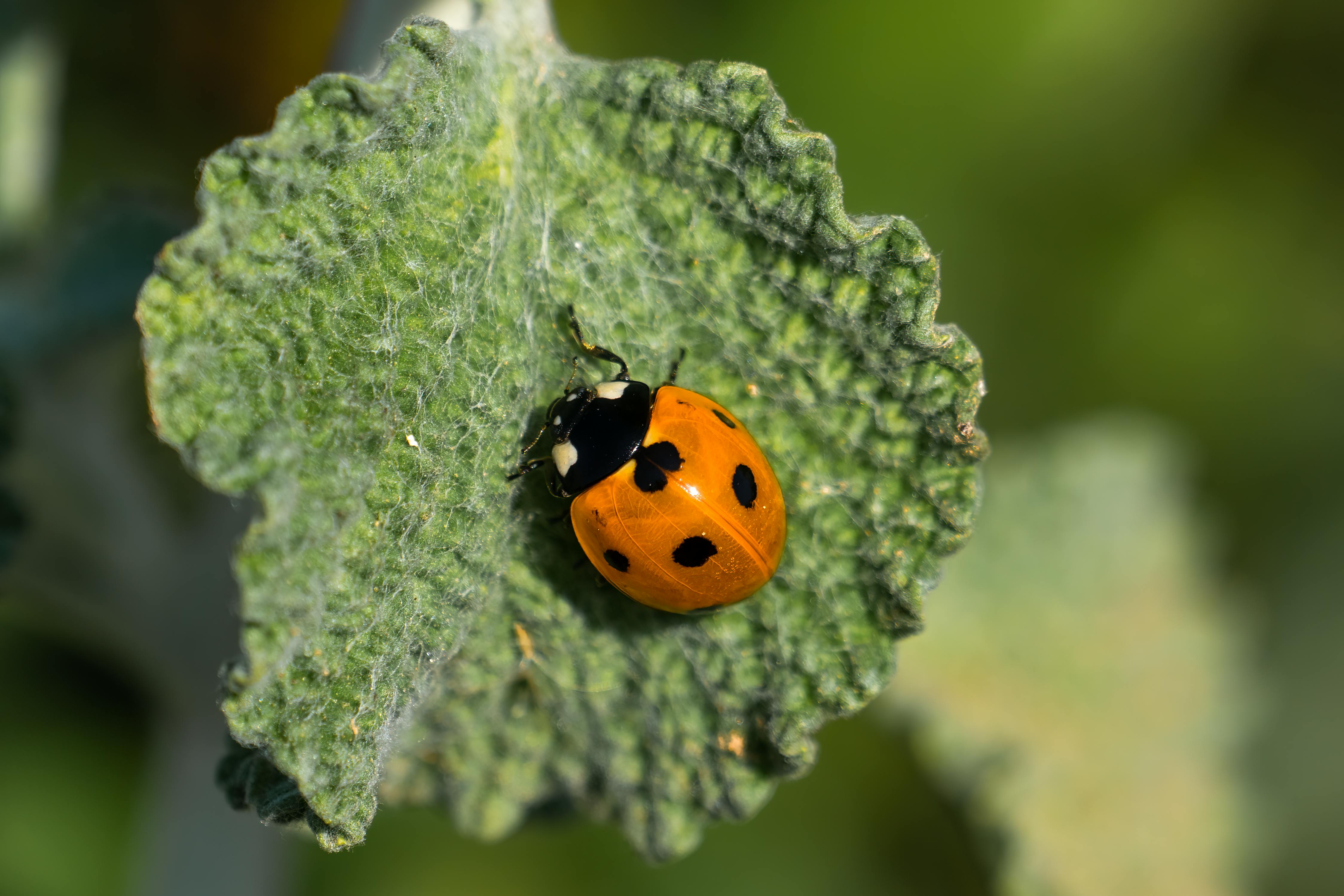 Áfidos: Ciclo, Reproducción y Manejo Integrado en Agricultura