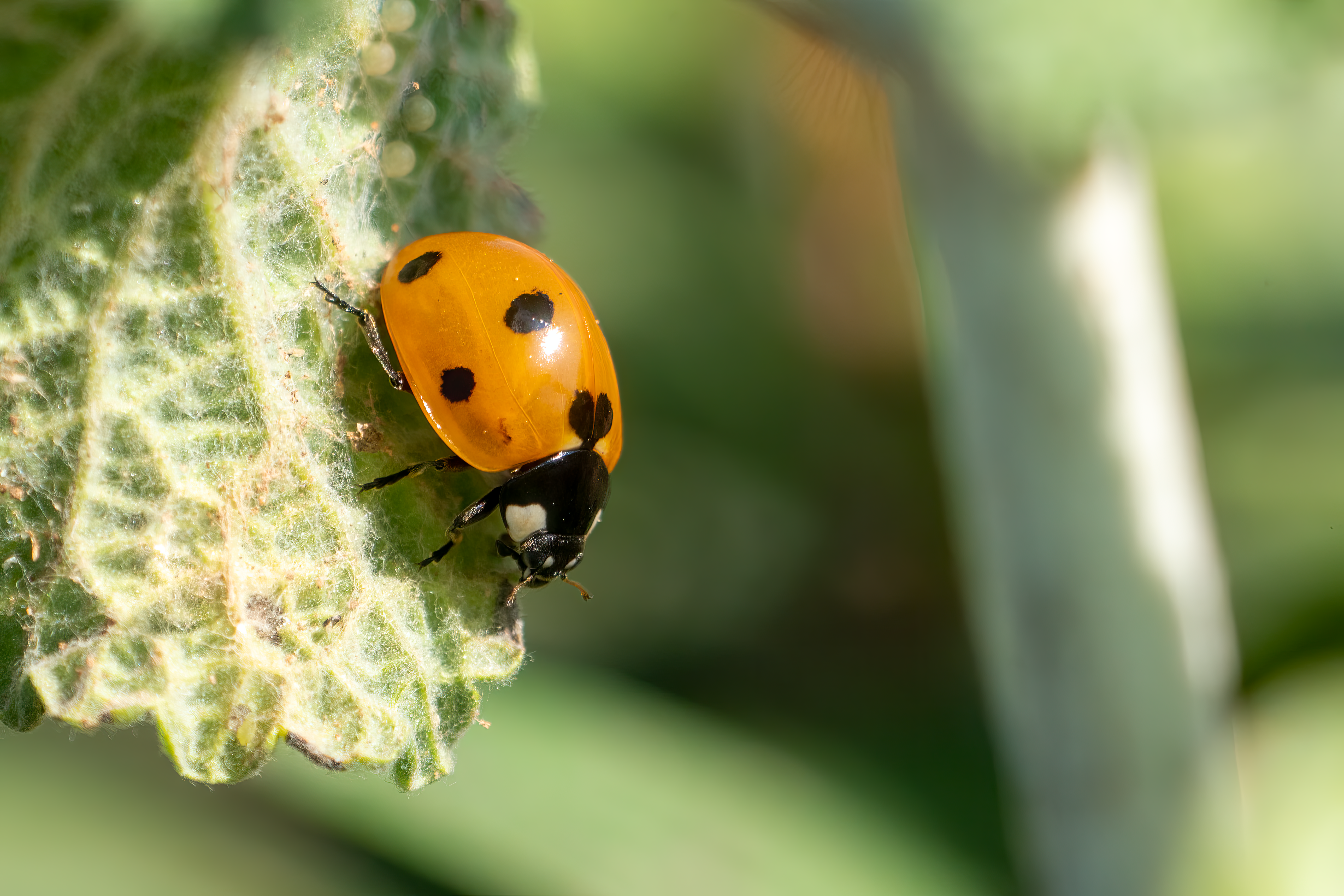 Guía sobre biodiversidad y especies protegidas en España