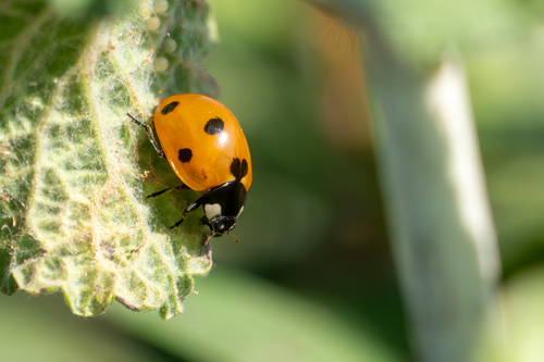 Free Macro view of a ladybug on a green leaf in Picassent, Spain, capturing nature's beauty. Stock Photo