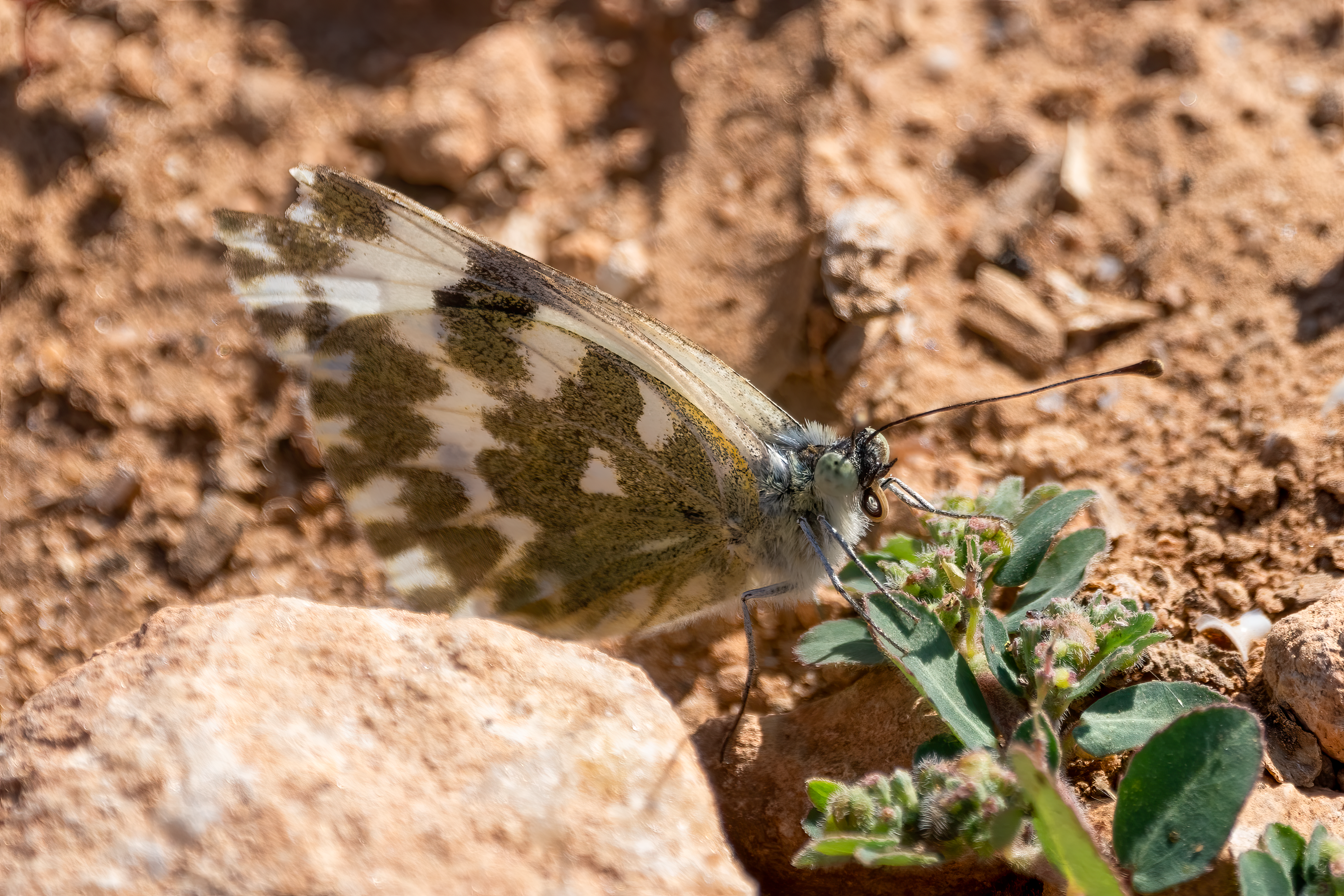 A close-up view of a butterfly resting on dry soil in Picassent, Comunidad Valenciana, Spain.
