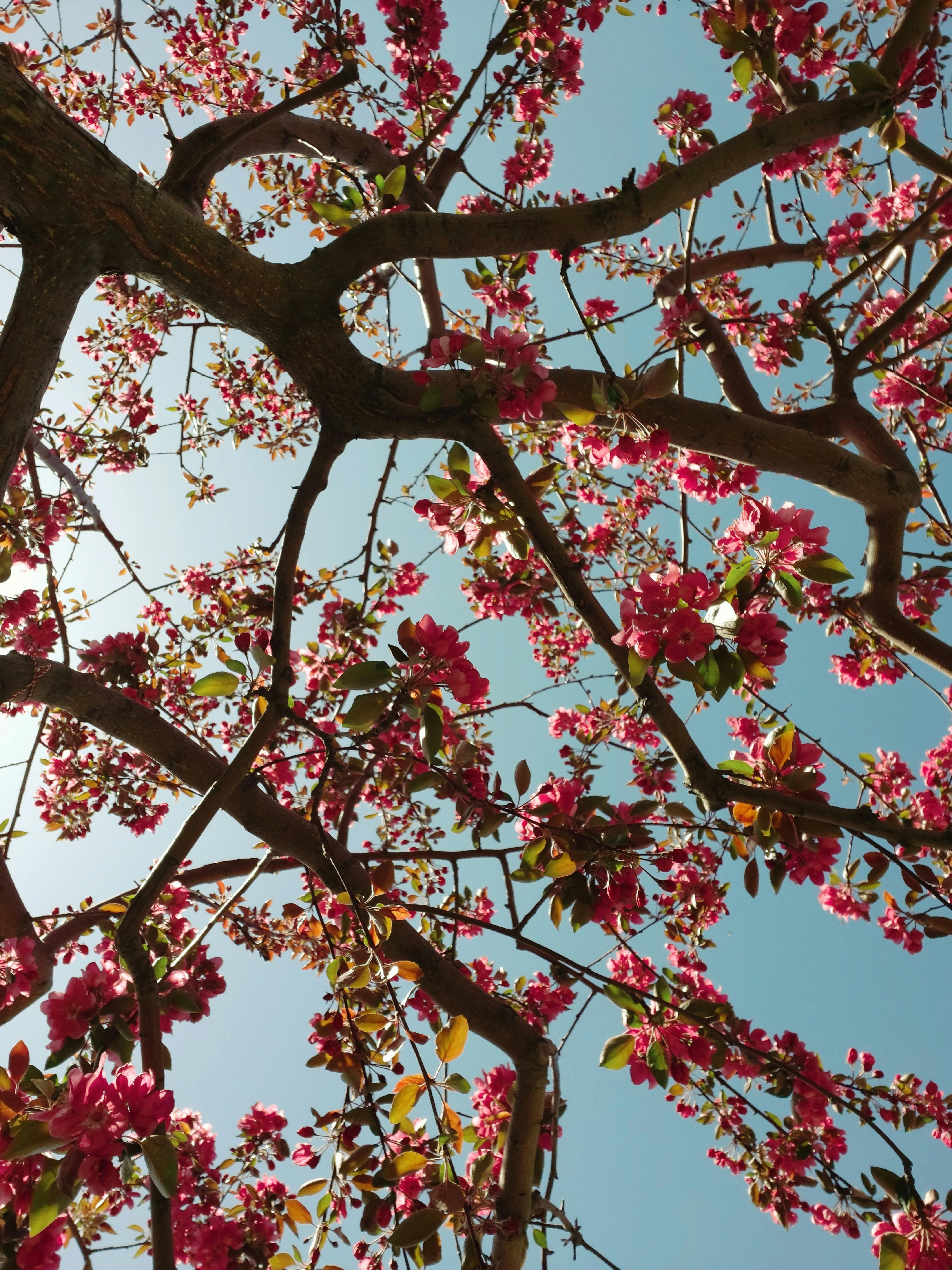 Beautiful view of cherry blossoms in full bloom against a clear sky, captured in Istanbul.