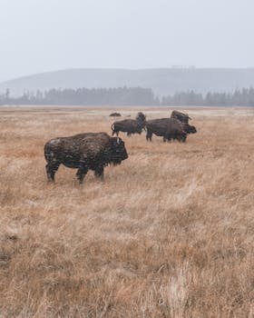Wild American bison roaming the grasslands of Yellowstone National Park in early winter.