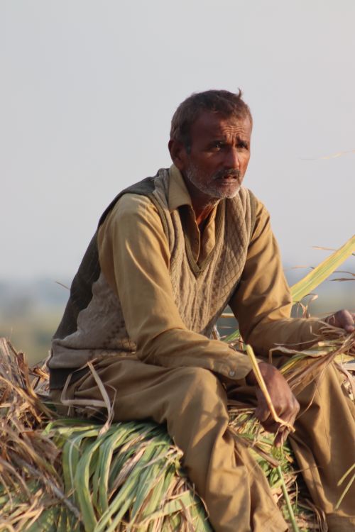 Rural Farmer Sitting on Harvested Crop in Punjab · Free Stock Photo