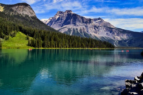 Alberi Verdi Accanto Al Corpo D'acqua