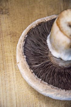 Mushroom, portabella