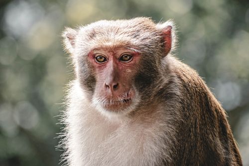 Free Close-up of a Rhesus Macaque (Macaca mulatta) with a blurred natural background. Stock Photo