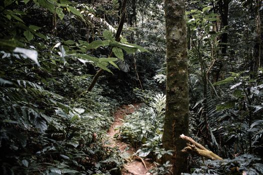 Kokoda Trail trek (8 days) — Papua New Guinea