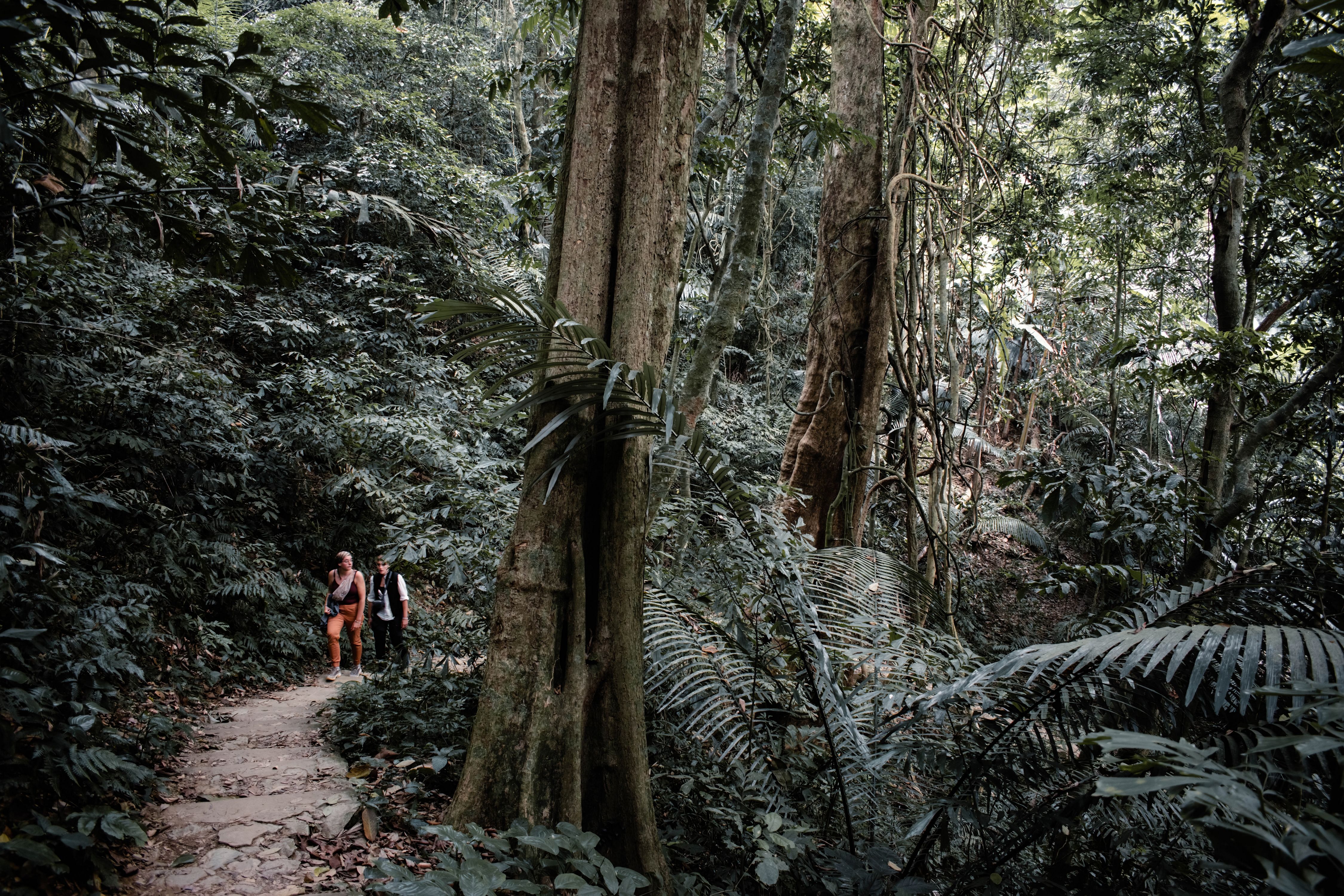 Travellers hiking along a lush jungle path in Southeast Asia