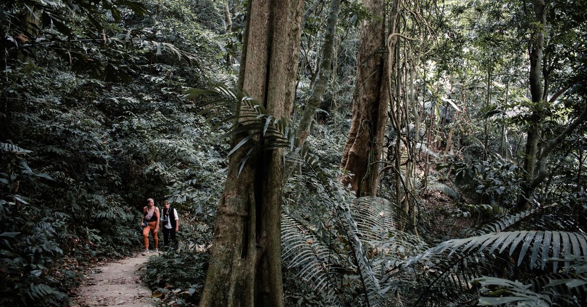 Travellers hiking along a lush jungle path in Southeast Asia
