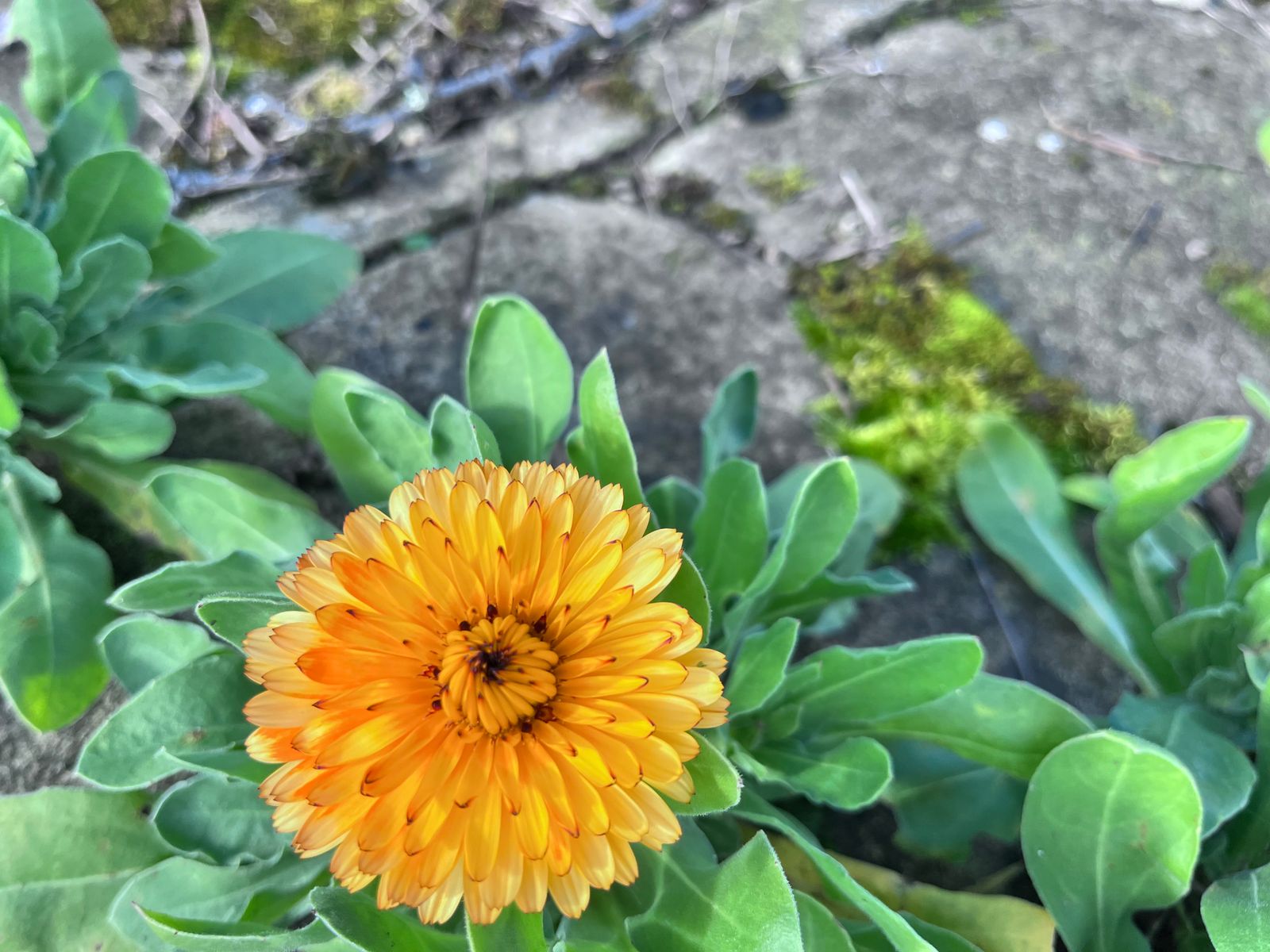 Fleurit