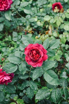 Close-up of a red rose covered in dew droplets, surrounded by lush green foliage.