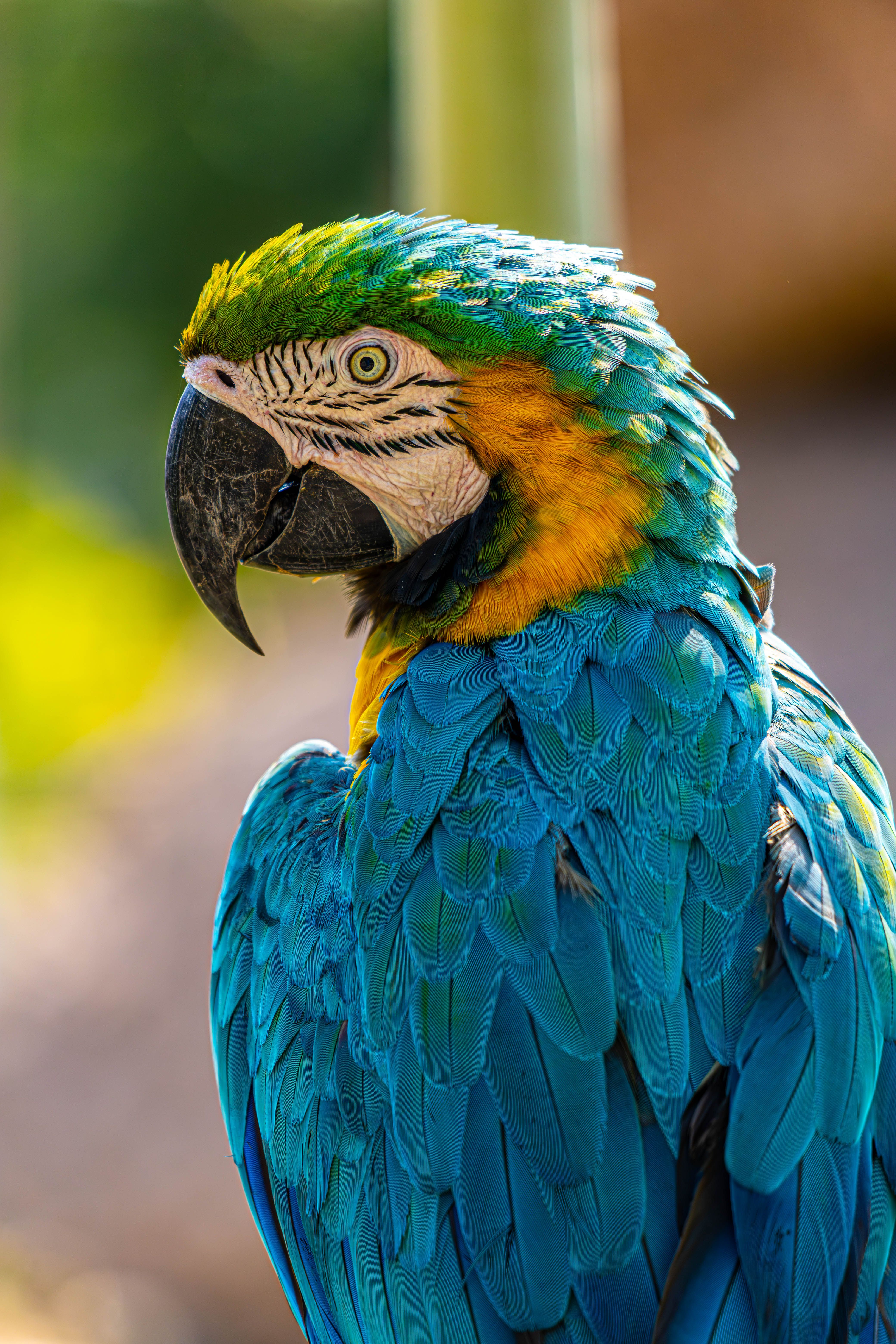 View of Vivid Blue and Yellow Macaw in Natural Habitat · Free Stock Photo
