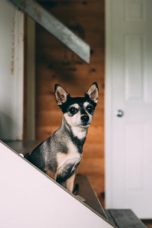 Free Chihuahua Sitting on Staircase Stock Photo