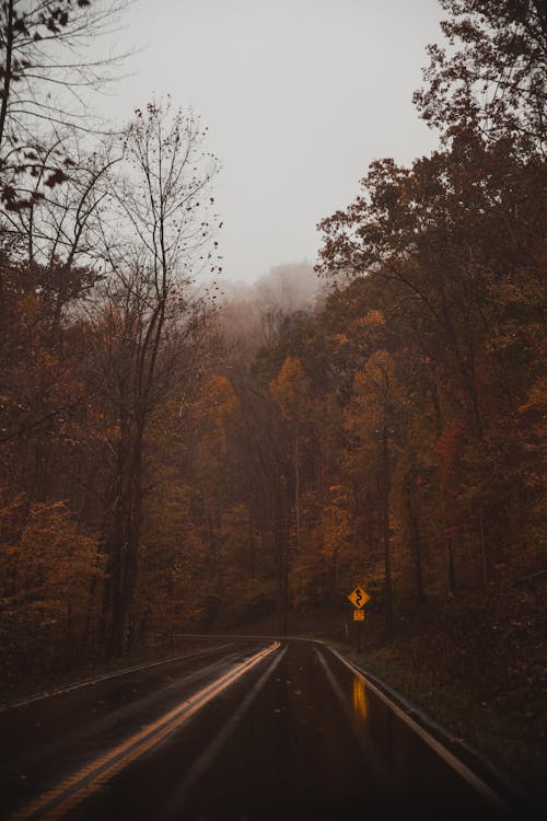 Wet Road In Between Trees