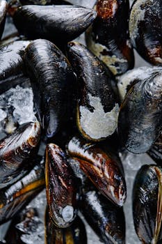 Photo by Electra Studio Closeup of fresh raw mussels on ice, ideal for seafood enthusiasts and culinary projects.