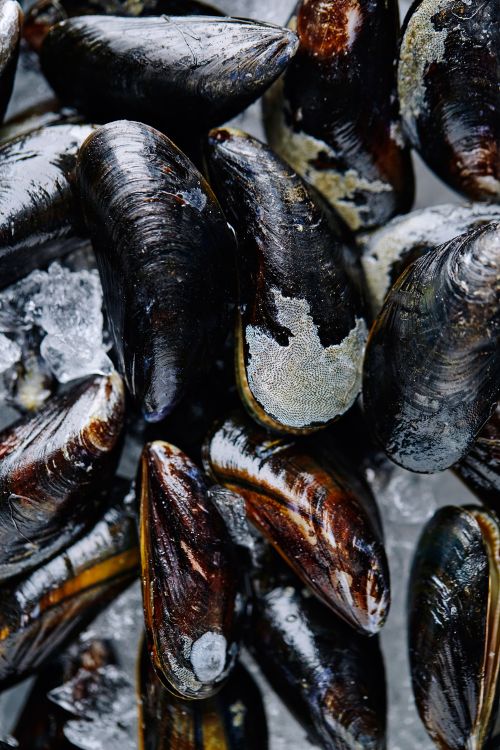 Free Closeup of fresh raw mussels on ice, ideal for seafood enthusiasts and culinary projects. Stock Photo