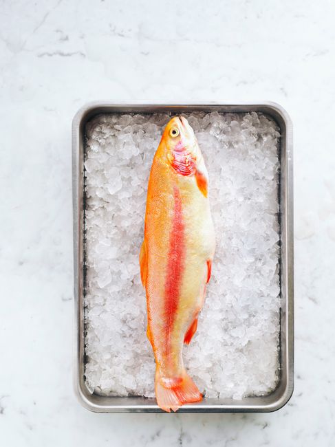 Golden trout displayed on ice, ready for gourmet cooking or seafood dishes.