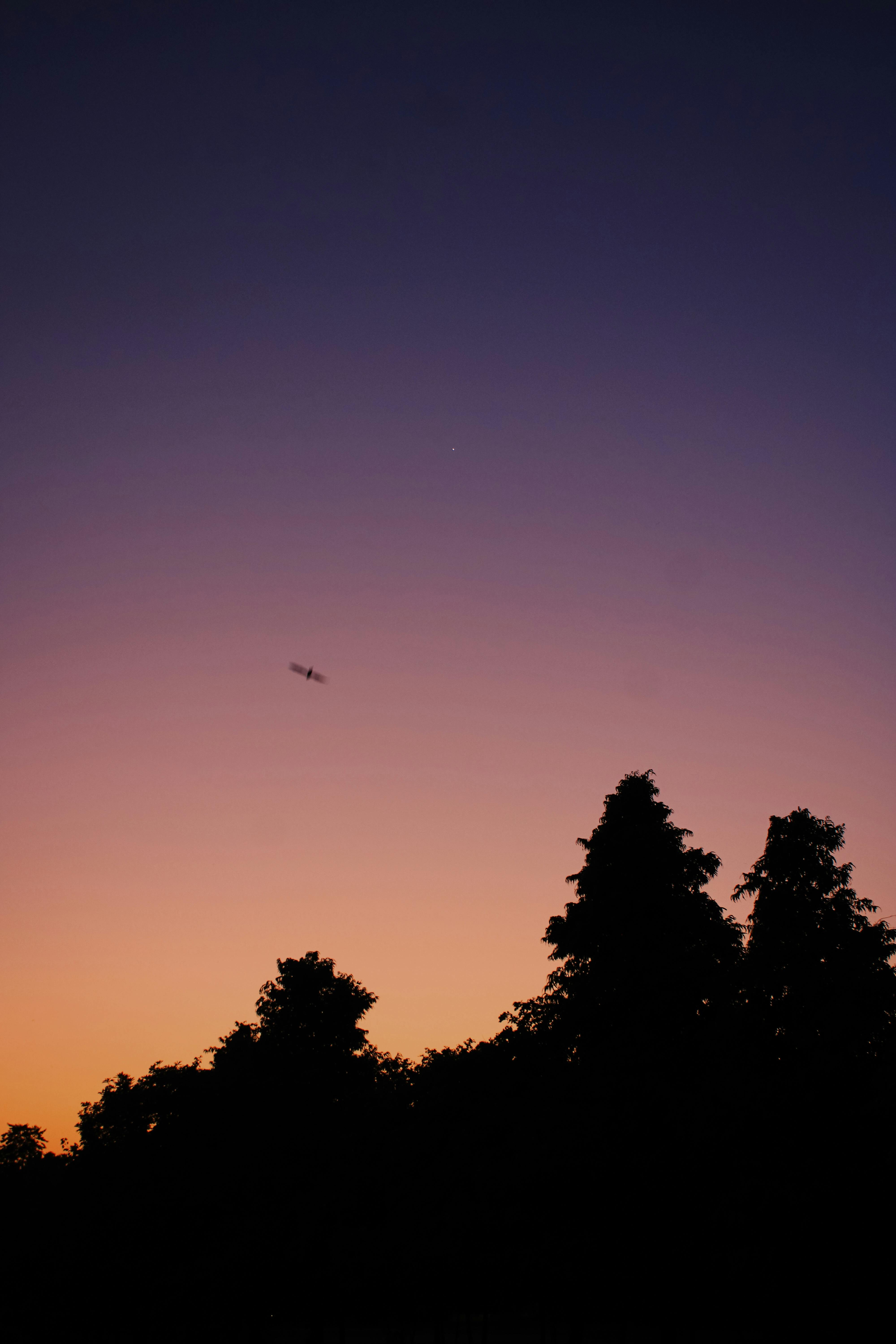 Silhouetted trees with a bird flying against a vibrant winter sunset sky with stars.