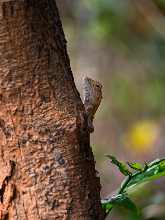 Close-up of Oriental Garden Lizard on Tree · Free Stock Photo