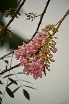 pink wisteria flowers