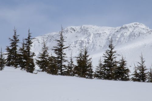 Free Serene snowy mountain scene with evergreen pine trees, capturing winter's beauty. Stock Photo