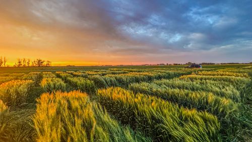Free Wheat Stock Photo