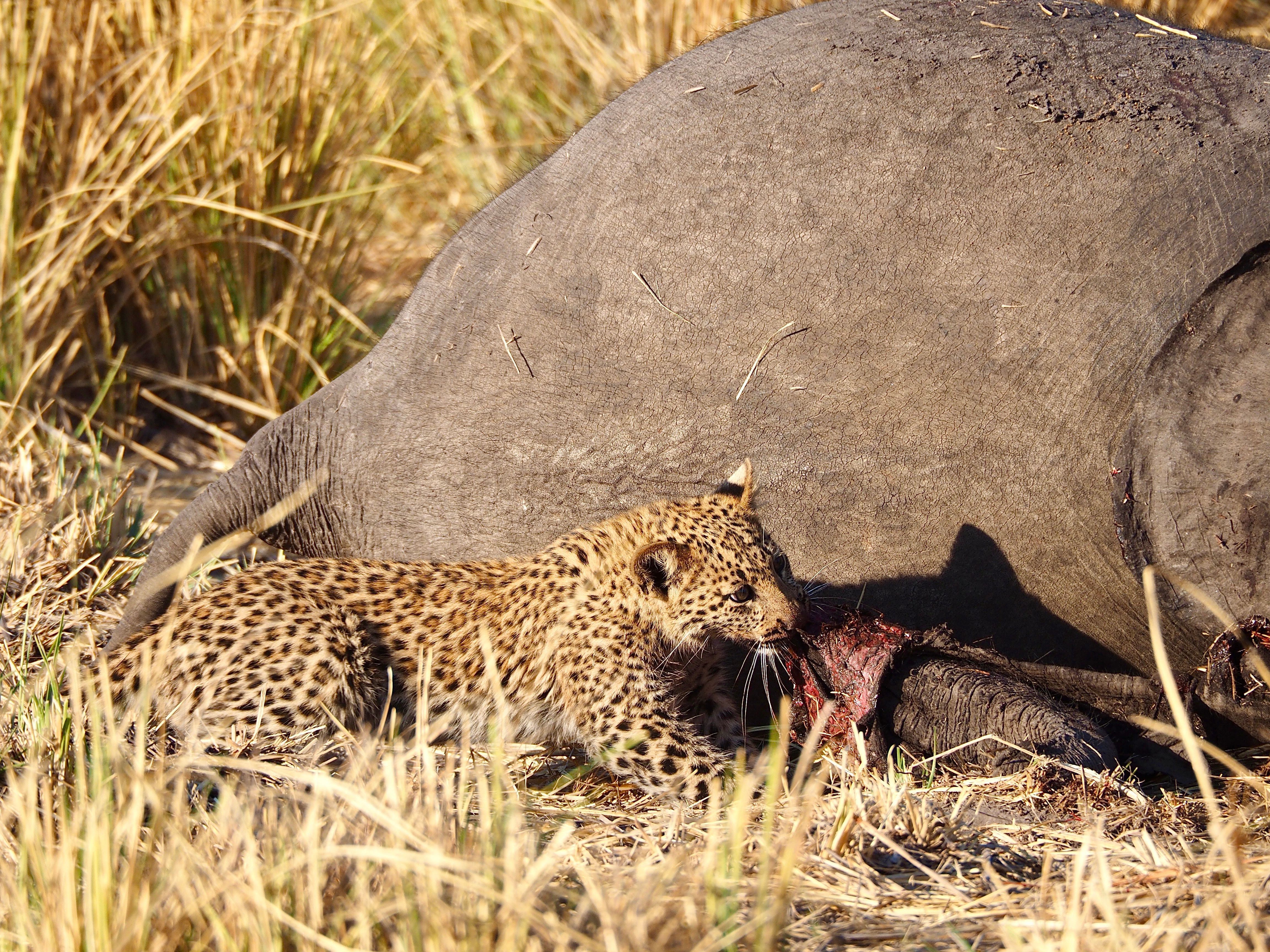 leopard hunting and eating