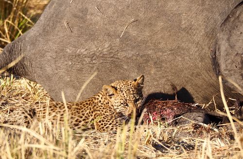 Free Leopard cub feeding on prey in African savannah, displaying natural wildlife behavior. Stock Photo