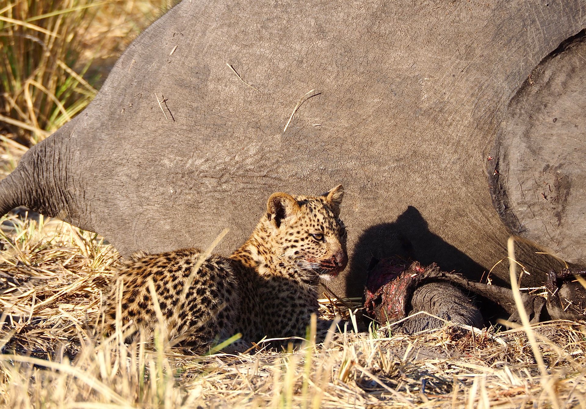 A leopard cub feeds on an elephant carcass in the African savanna.