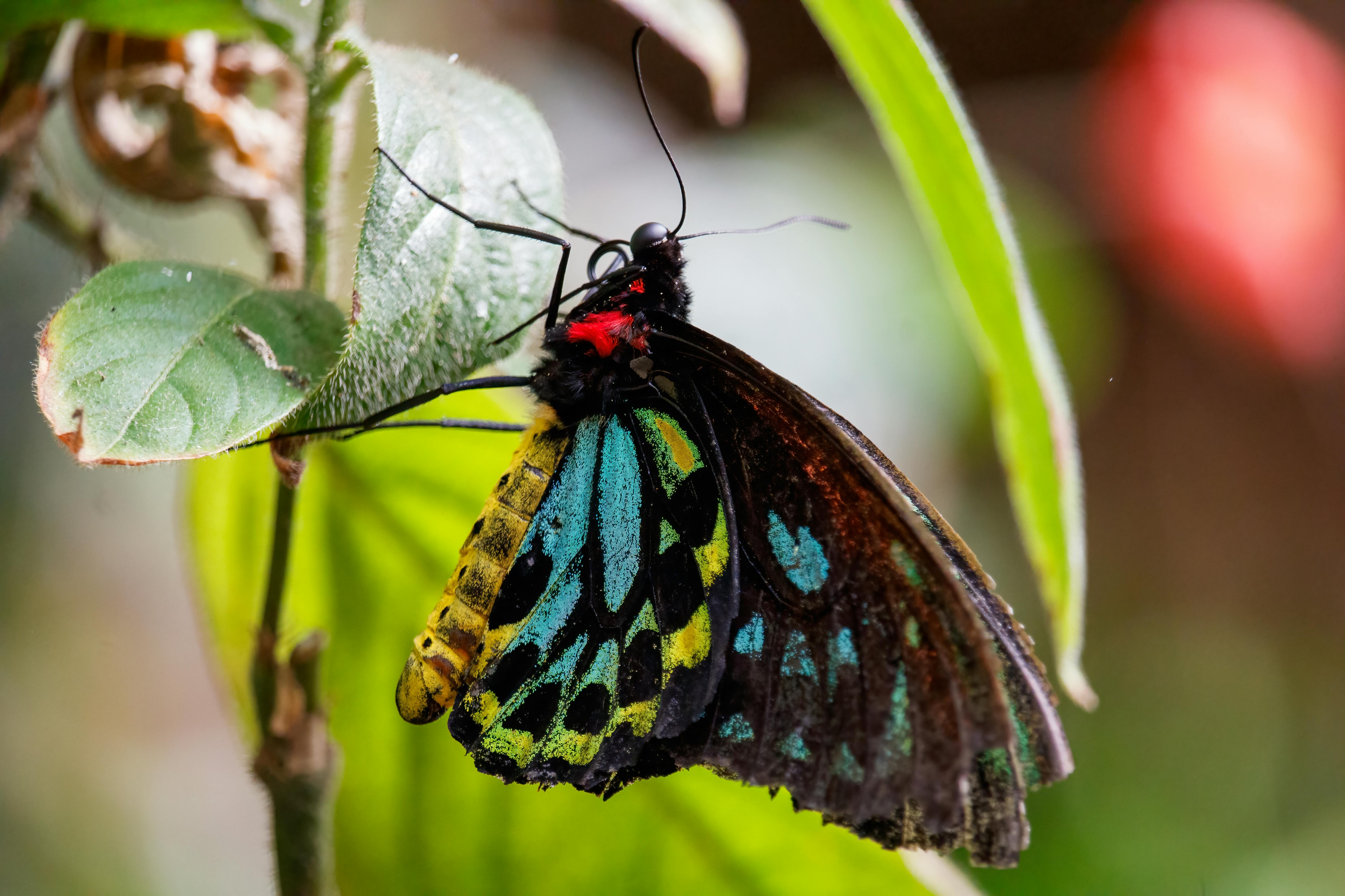 Close-up of a colorful Troides butterfly resting on a green leaf.