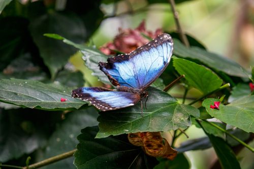 Free A vibrant blue morpho butterfly perched atop green foliage in a lush jungle setting. Stock Photo