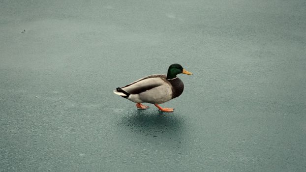 A mallard duck walks gracefully across a frozen lake in Toronto, Ontario.