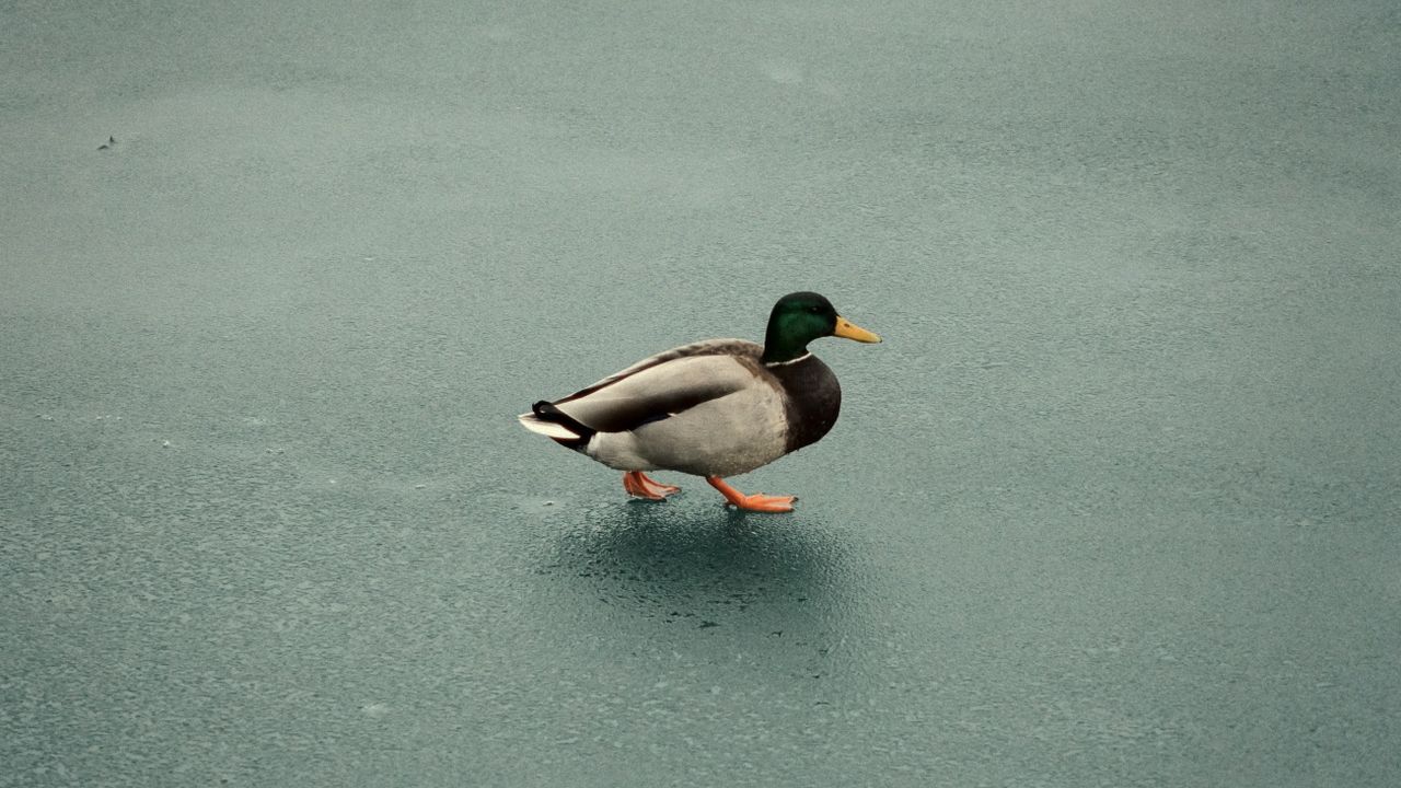 a mallard duck walks gracefully across a frozen lake in toronto ontari