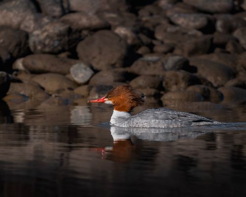 Free A female Common Merganser gliding gracefully through East Wenatchee river waters. Stock Photo