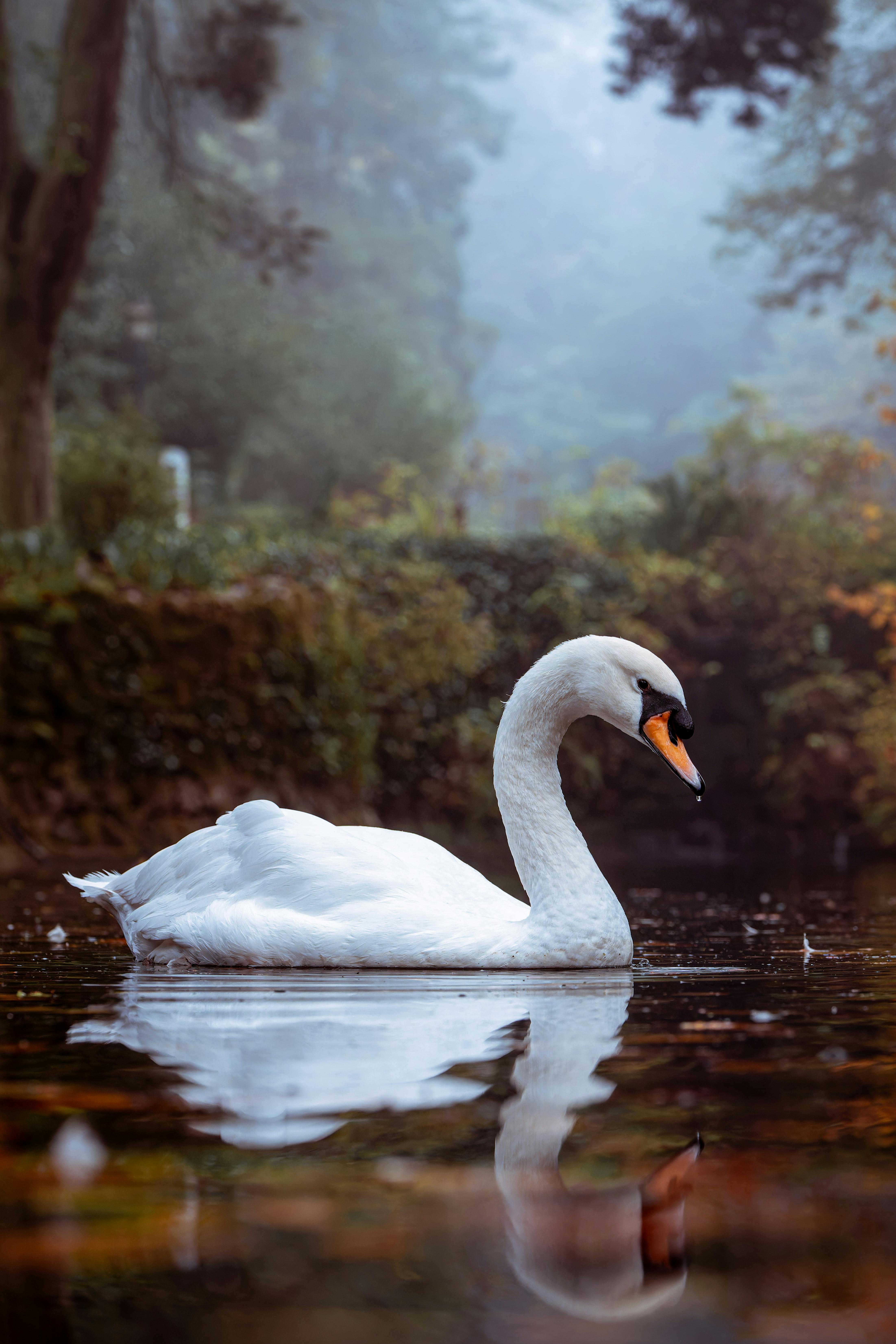 A graceful white swan reflects in a tranquil pond amidst a misty backdrop in Sintra, Portugal.