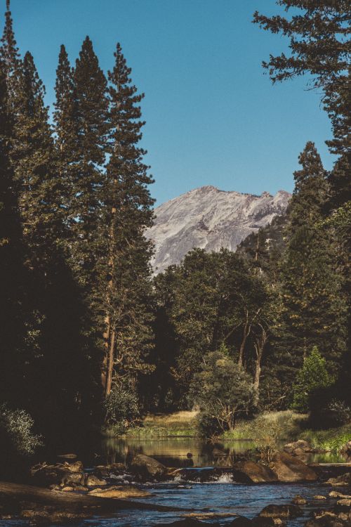 Free Lush pine forest with rocky mountain backdrop and clear blue skies in Yosemite National Park, California. Stock Photo