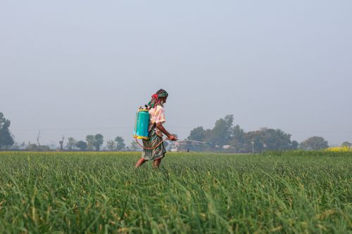 Free A rural farmer in Pabna, Bangladesh, sprays pesticides over green crops, showcasing agricultural practices. Stock Photo