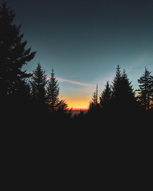 Free Beautiful sunset over pine trees with a colorful sky, capturing the serene beauty of nature. Stock Photo