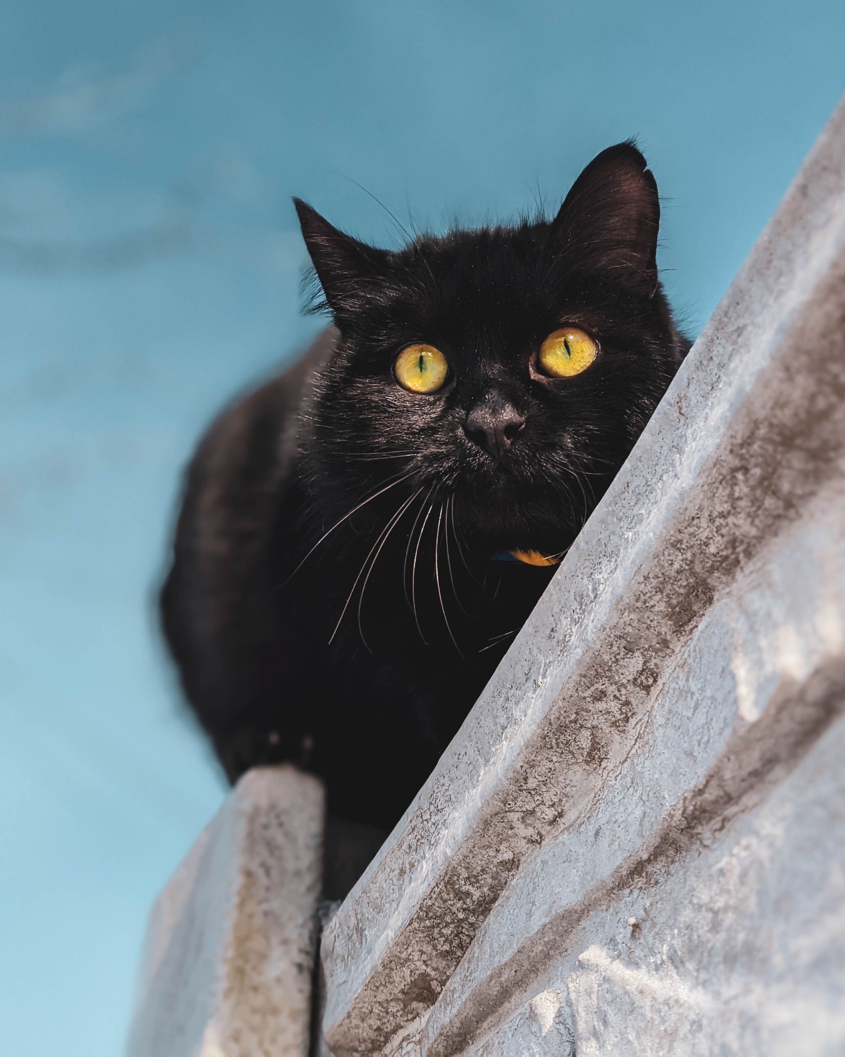 Black Cat on Stone Fence with Blue Sky Background · Free Stock Photo