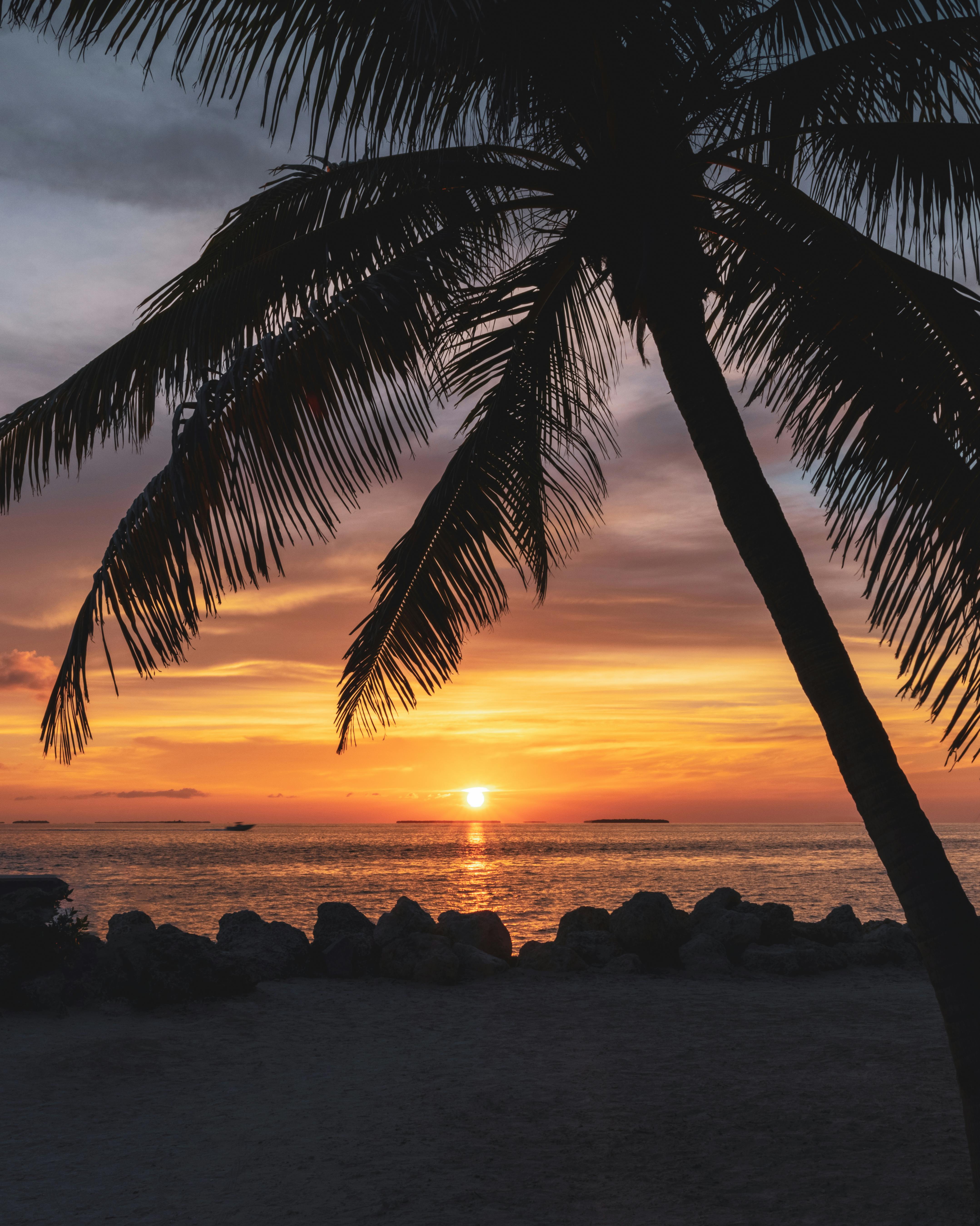 Serene tropical sunset with silhouetted palm tree in Key West, Florida.