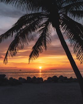 Serene tropical sunset with silhouetted palm tree in Key West, Florida.