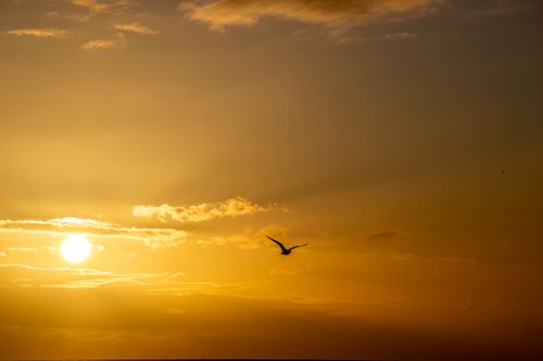 Free A lone bird flies over Katwijk aan Zee during a golden sunset, creating a peaceful scene. Stock Photo