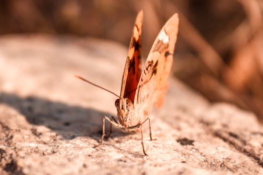 A captivating macro shot of a butterfly resting on a rock in warm sunlight.