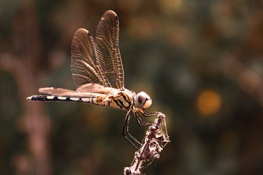 A striking macro shot of a dragonfly resting on a branch, capturing the intricate details in natural light.