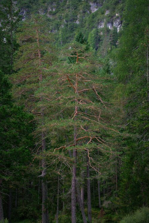 Free Tall evergreen trees standing majestically in a lush forest in Toblach, Italy. Stock Photo
