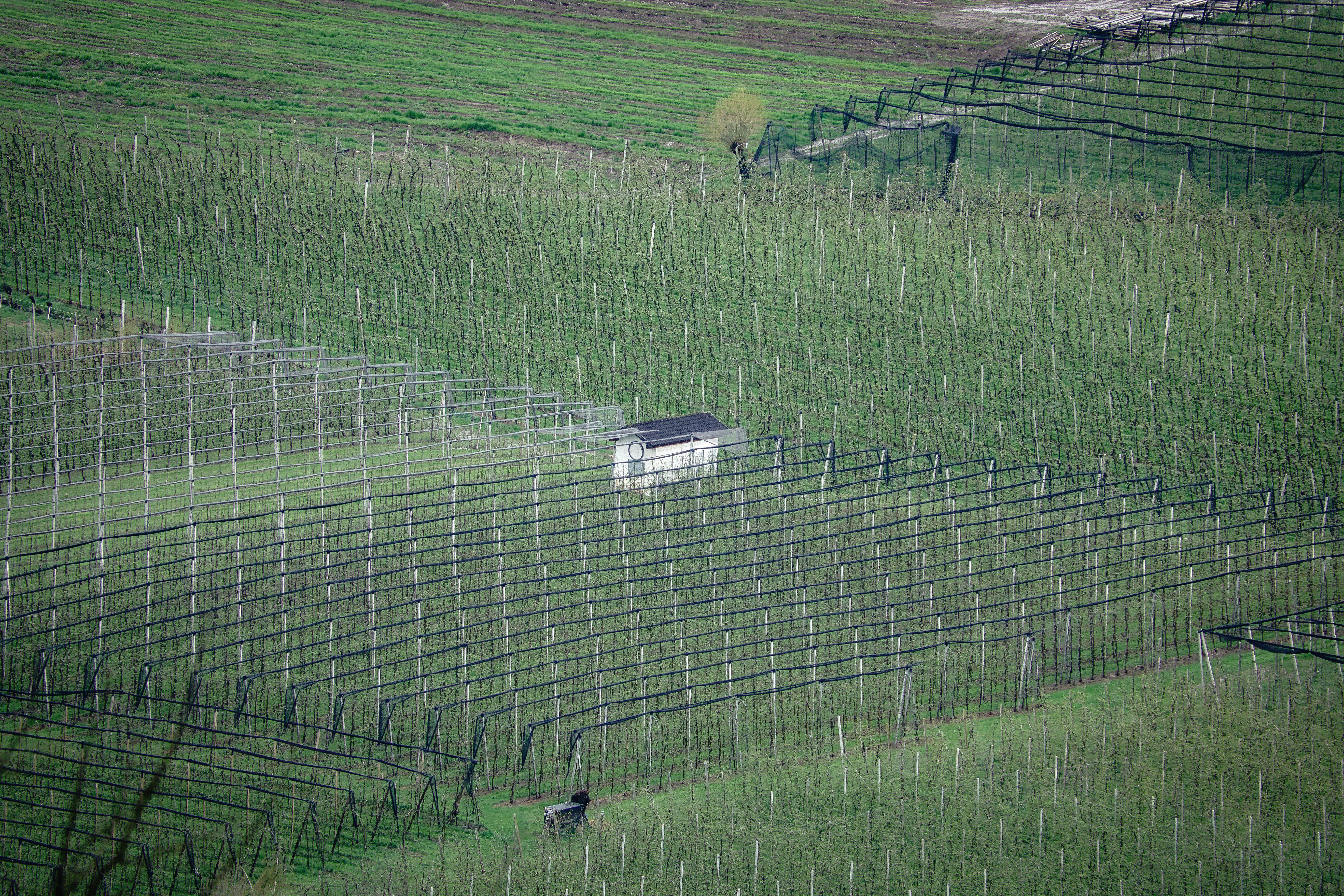 Aerial view of vineyard in Schenna, Italy, showcasing lush green fields.