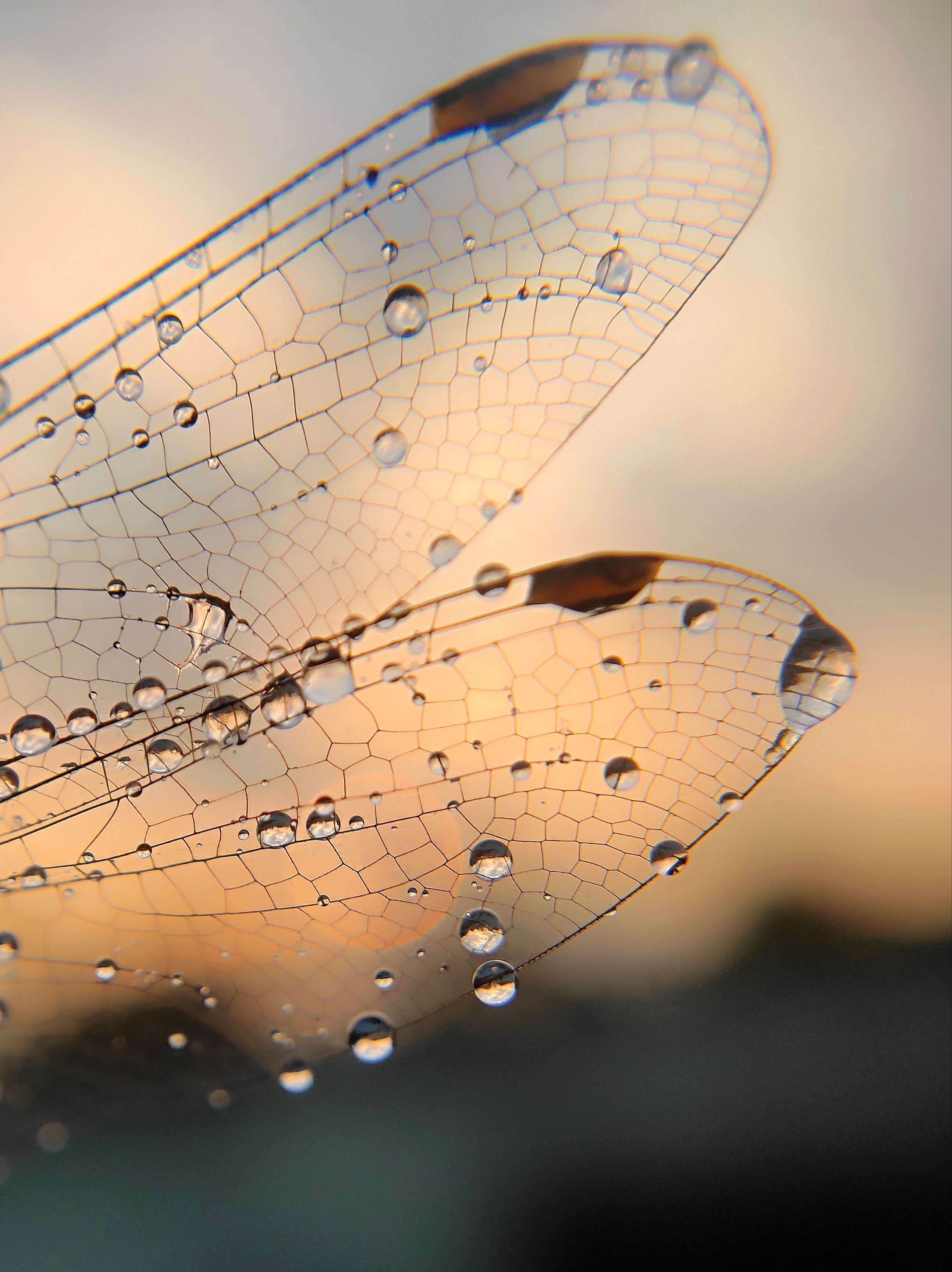 Close-up of Dragonfly Wings with Dew Drops · Free Stock Photo