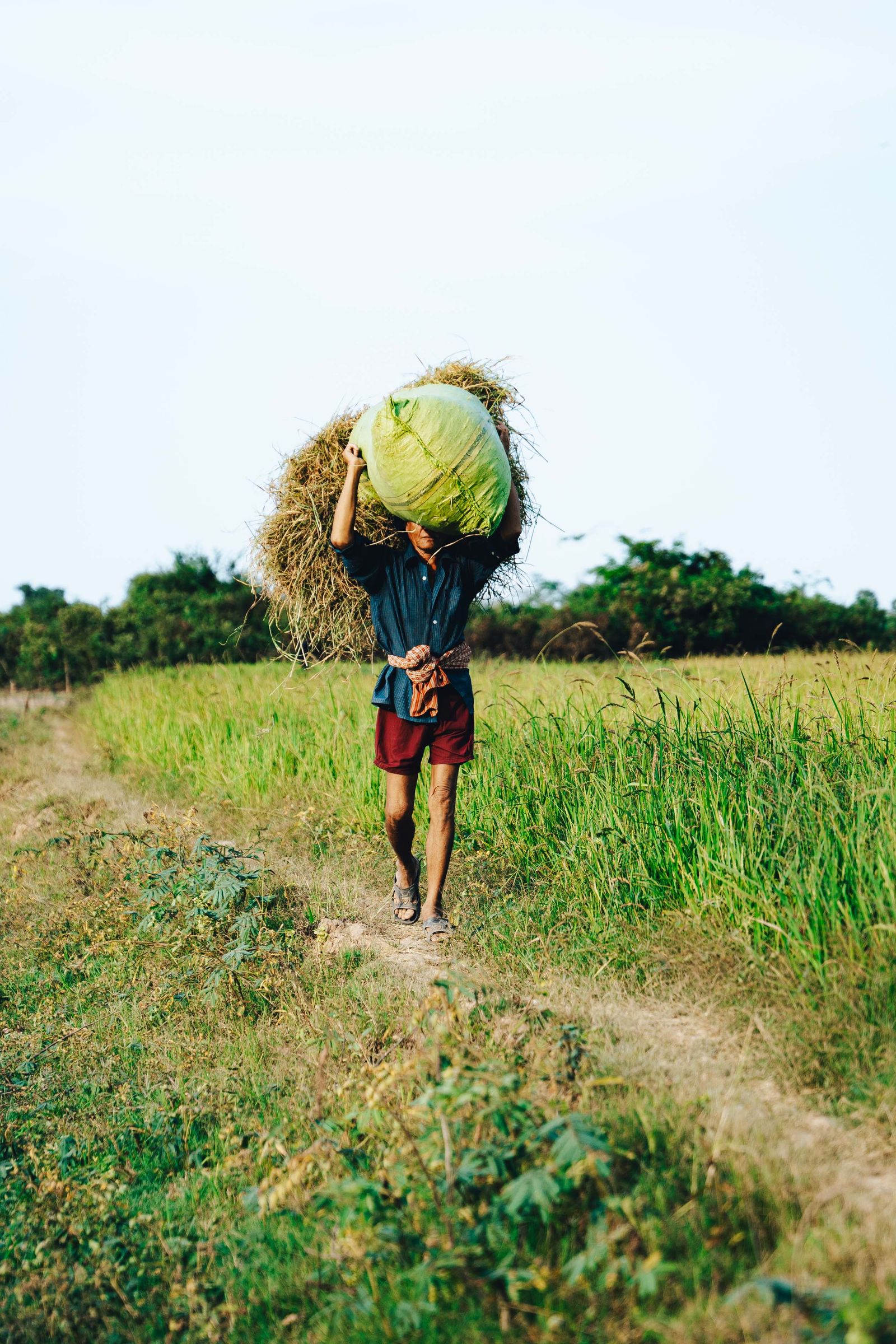 Cambodian farmer carrying harvest through a rice field — Southeast Asian subsistence agriculture and food production